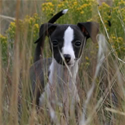 Italian Greyhound pup in grass